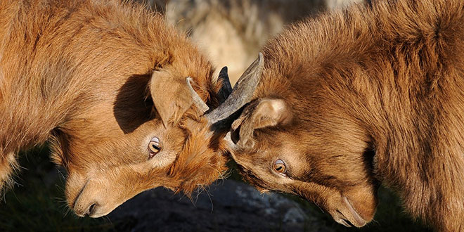 goats butting heads