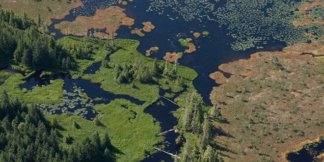 ecosystem ecosystem