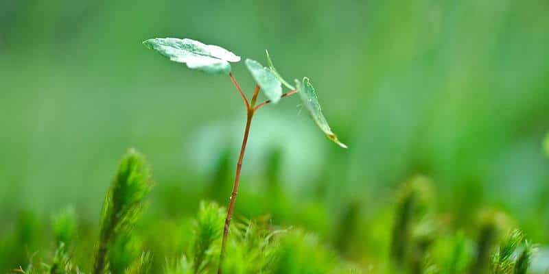 organic growth organic growth